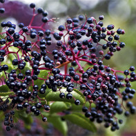 Elderberry photo