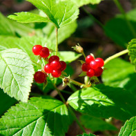 Photo of brambleberry