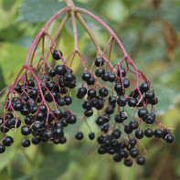 Photo of elderberry 3