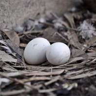 Picture of pigeon eggs