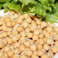 Photo of sprouted chickpeas