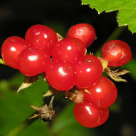 Photo of bilberry bramble 4