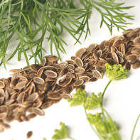 Dill Seeds Photo 3