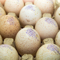 Photo of turkey eggs 4