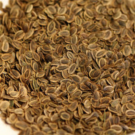 Dill Seeds Photo 2