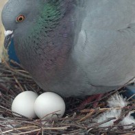 Picture of pigeon eggs 2