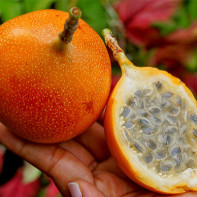 Photo of granadilla fruit 5