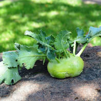 Photo of kohlrabi cabbage