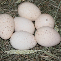 Photo of turkey eggs 2