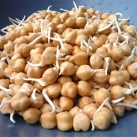 Photo of sprouted chickpea 5