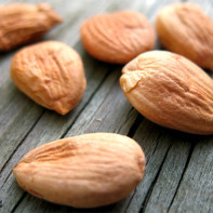 Picture of apricot kernels