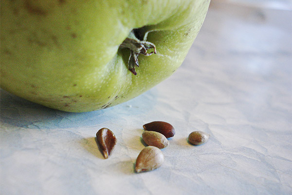 The benefits and harms of apple seeds