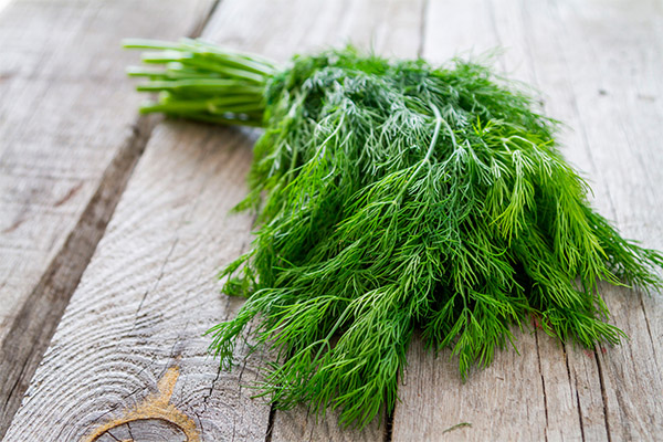 Interesting facts about dill