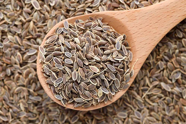 Benefits and harms of dill seeds