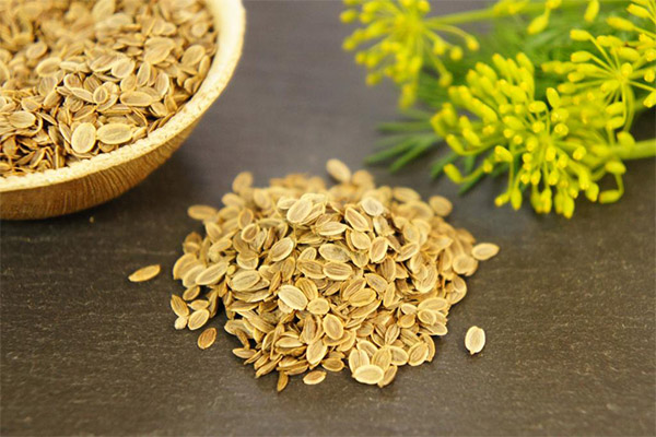 Dill Seeds in Medicine