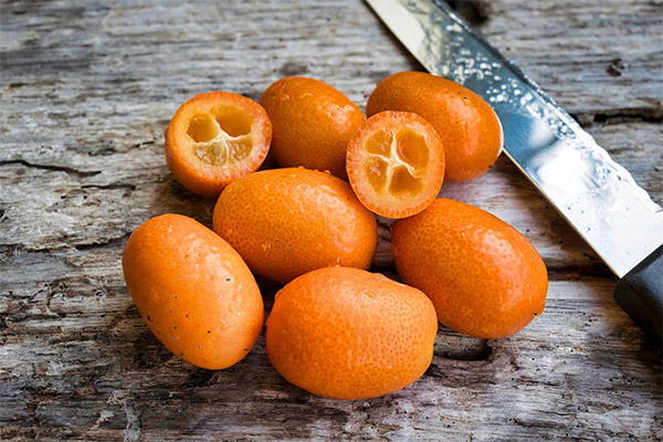 Interesting facts about kumquat