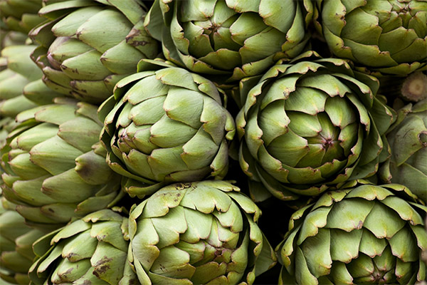 How to choose and store artichokes