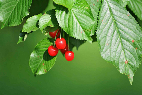 Benefits and Harms of Cherry Leaves
