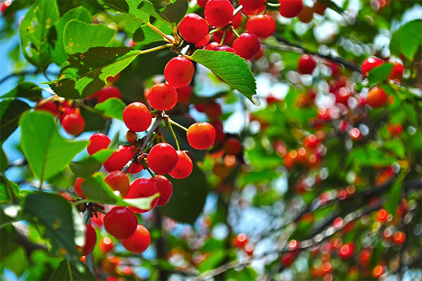 Recipes of traditional medicine on the basis of cherry