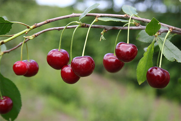 Cherry in Medicine