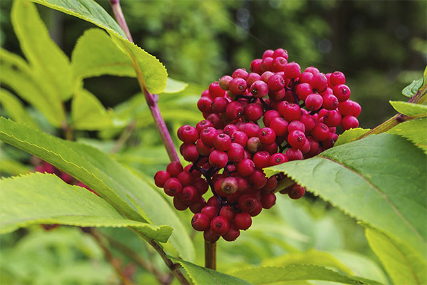 What is the usefulness of red elderberry?
