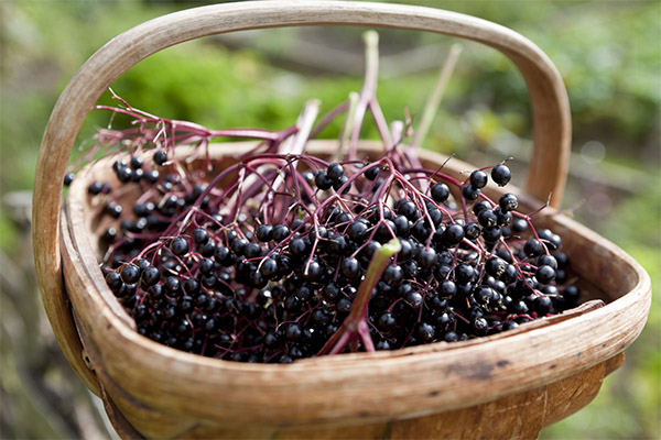 When to collect and how to store elderberry