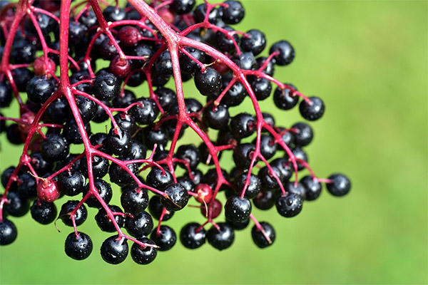 Useful properties of black elderberry