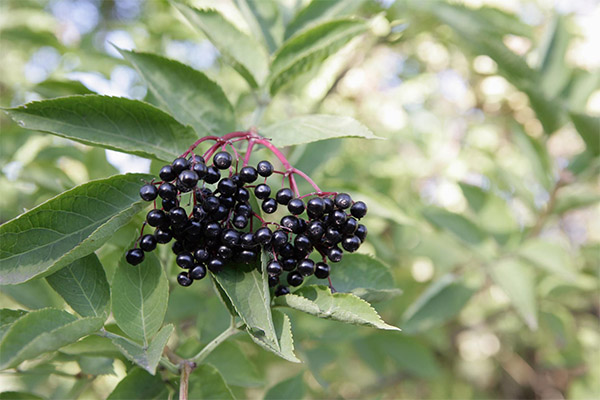 Elderberry Application in Traditional Medicine