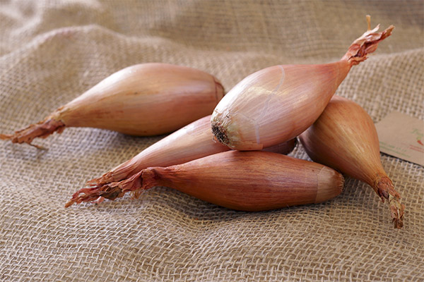 Shallots in Traditional Medicine
