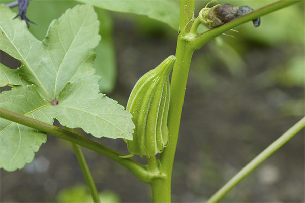 Interesting facts about okra