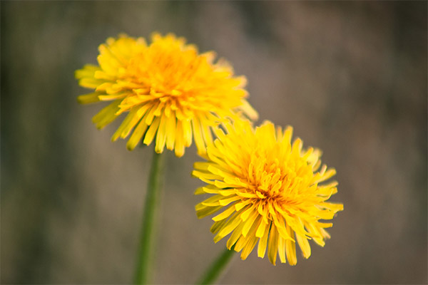 Interesting facts about dandelions