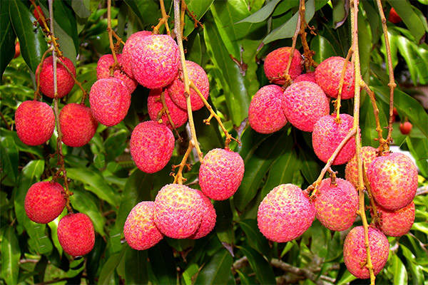 Interesting facts about lychee