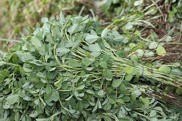 Interesting facts about fenugreek