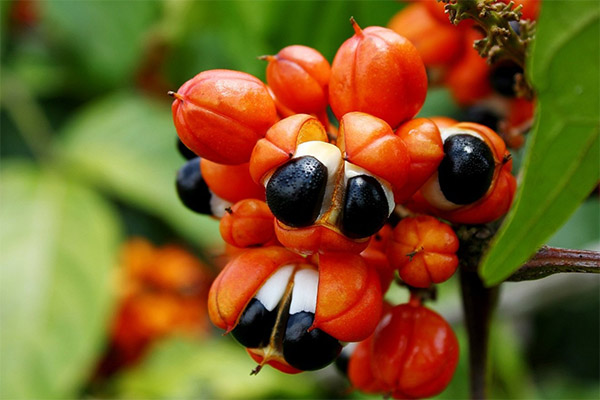 The benefits and harms of guarana