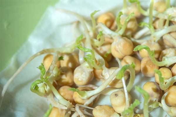 How to sprout chickpeas