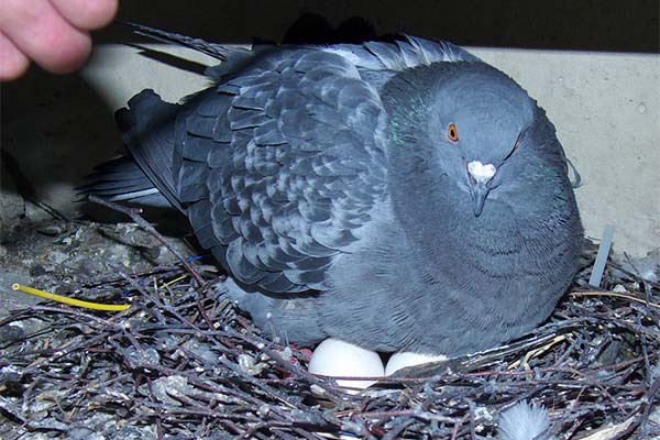 How to raise pigeon eggs