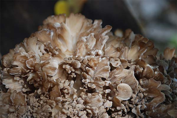 Maitake mushrooms in cosmetology
