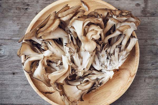 The benefits and harms of maitake mushrooms