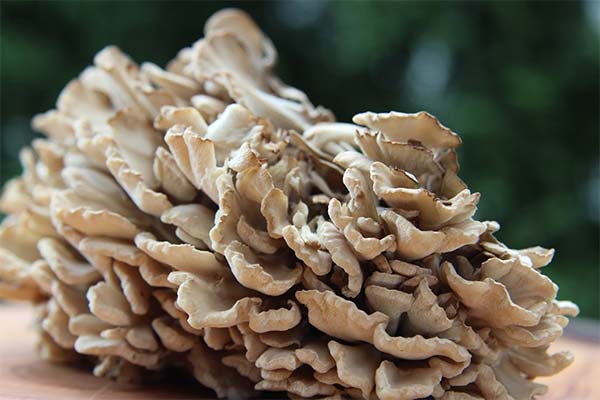 The use of maitake mushrooms in medicine